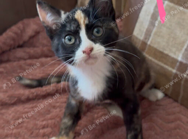 7 beautiful kittens ready for loving homes