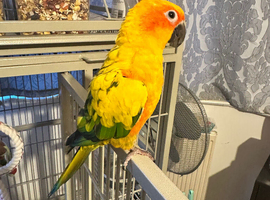 Tame Sun Conure