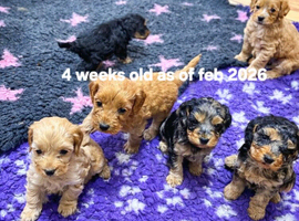 Cockapoo puppies for sale