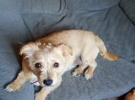 Jack Russel terrier