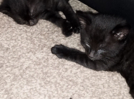 4 kittens for sale &pound;30 each