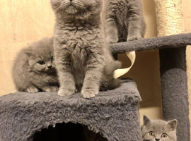 British shorthair blue