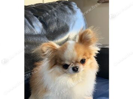 Samson