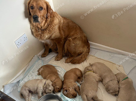 Golden retriever puppies for sale