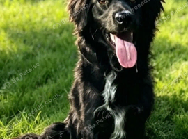 9 months old sprocker spaniel