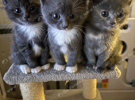 3 beautiful grey girls