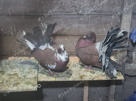 Pair of red fantails