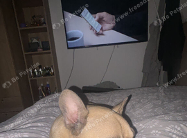 Hank