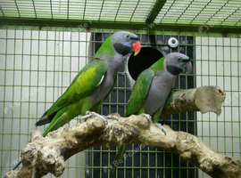 Darbiyn parrot Glasgow
