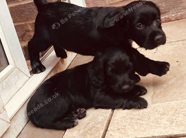 Sprocker puppies
