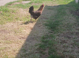 PURE BRED welsummer pol vac chicken