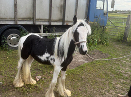 stepping show colt