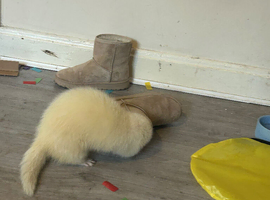 White male ferret