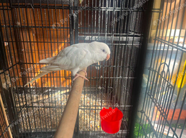 Stunning albino quaker