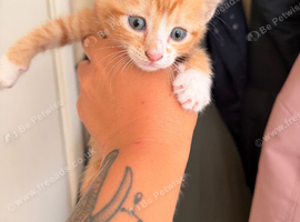 Cute kittens for sale