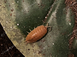 30 Giant orange isopods (COLLECTION ONLY)