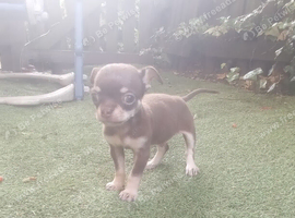 Boy Chihuahua for sale
