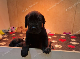 Black Great Dane puppies