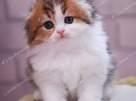 Scottish fold longhair boys