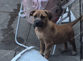 Cane corso mix puppies