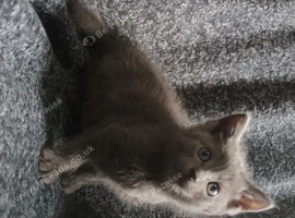 2 Stunning girls british short hair cross