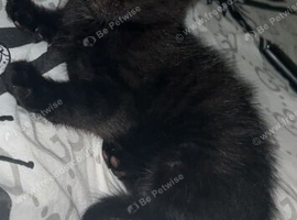Male kitten