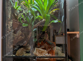 Bumblebee Dart Frogs with  Bioactive Setup
