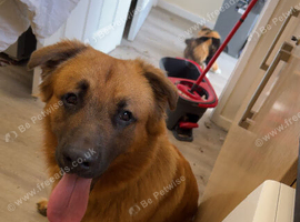 1Year old male gsd x mastiff