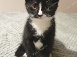 A tiny gentleman, a huge amount of charm