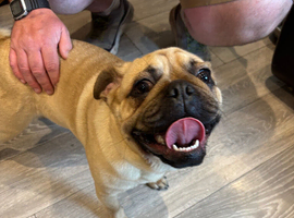 10 month old Pug x Puggle