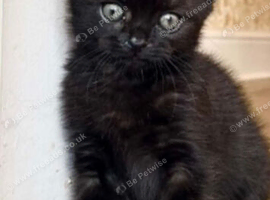 Black smoke Dsh kitten