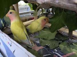 Baby lovebird