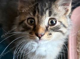 Siamese x Snowshoe x tabby