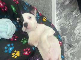 I&rsquo;m wanting a puppy