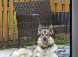 Male German Shepherd