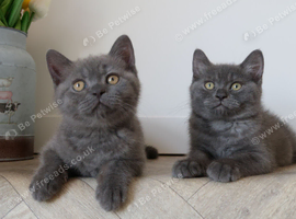 Stunning British shorthair female