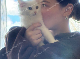 White female long hair kitten