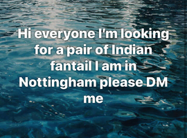 Looking for a indain fantail pair