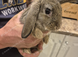 3 baby mini lops
