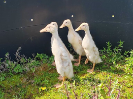 Pure bred male white Indian Runner Ducks