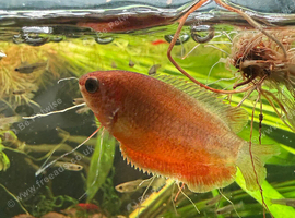 2x honey gourami
