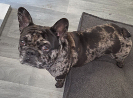 Male merle french bulldog