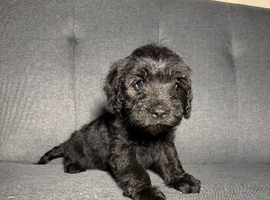 Last stunning cockerpoo girl for sale!