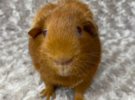 Lovely Adult Golden Sow