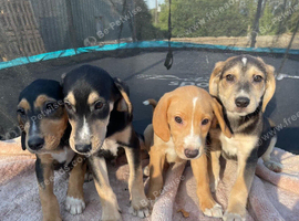 Beagle x labs ready now