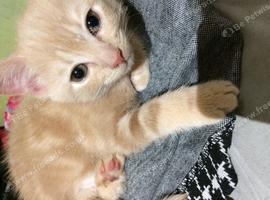 Nice two male kittens!