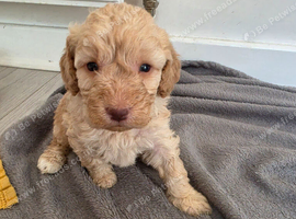 Beautiful Minature Cockapoo F1B puppies