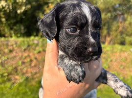 Sprocker puppies