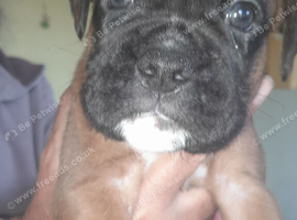Boxer puppies for sale