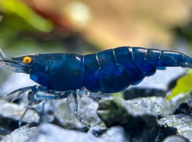 Rare High Grade Orange Eye Blue Devil Shrimp